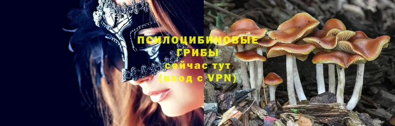 Галлюциногенные грибы Magic Shrooms  Коряжма 